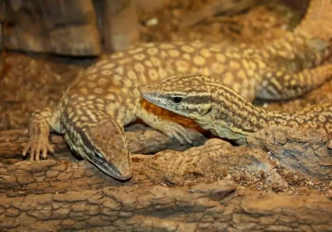 Two pet Varanus acanthurus resting next to each other