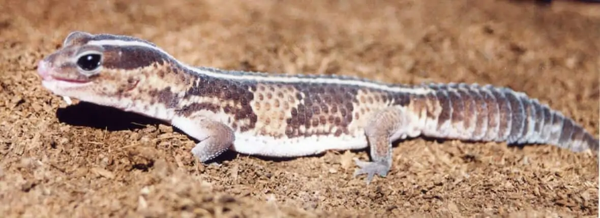 African Fat-Tailed Gecko basking on the substrate
