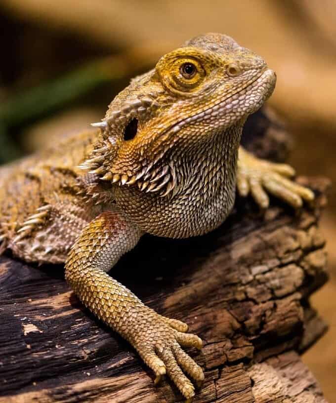 Bearded dragon basking and soothing its skin