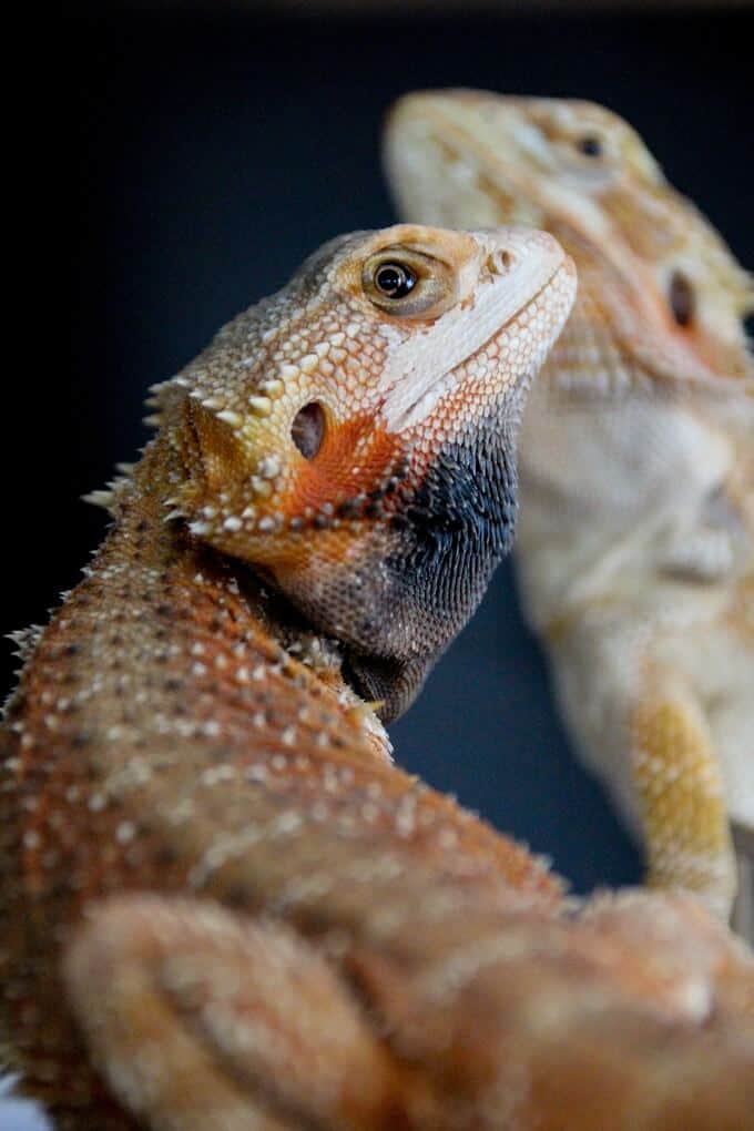 11 Reasons Why Bearded Dragons Turn Their Beards Black