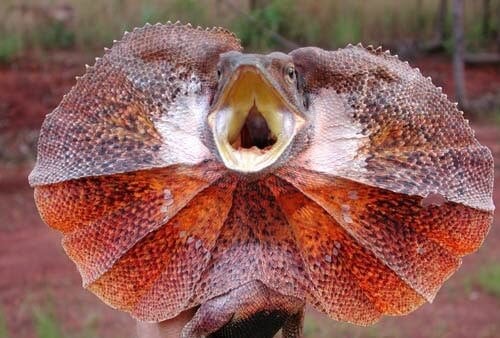 A scared Frilled Dragon