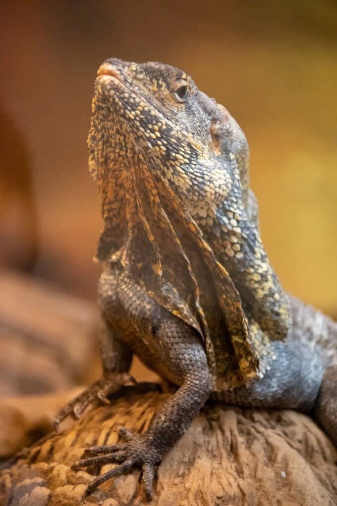 A pet Frilled Dragon inside an enclosure