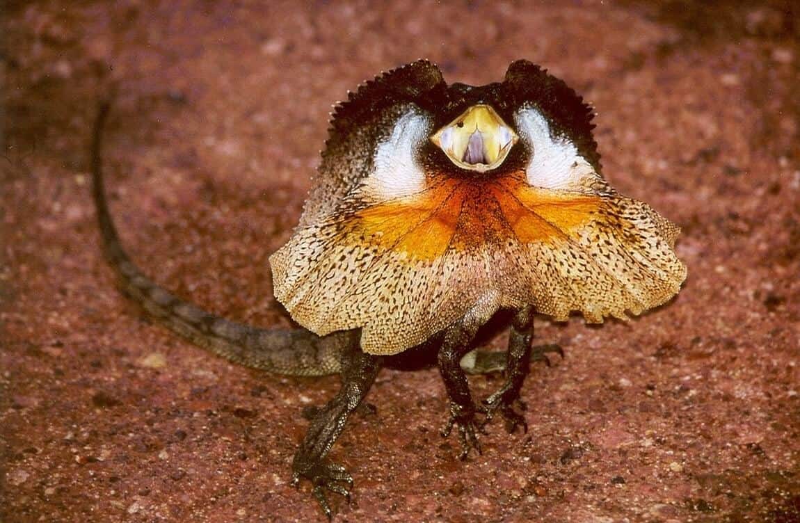 Frilled Dragon showing its frill
