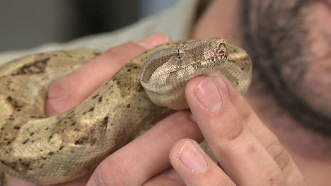 Hog Island Boa 101 Care, Size, Temperament, Facts...