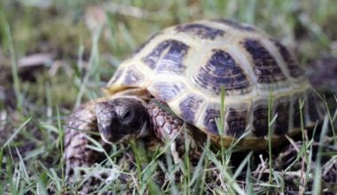 A Russian Tortoise walking through the grass