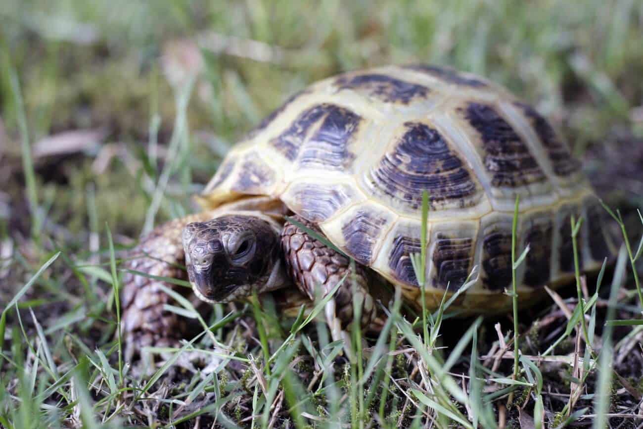 Russian Tortoise Care Diet, Size, Lifespan, Habitat...