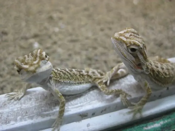 Two small baby bearded dragons