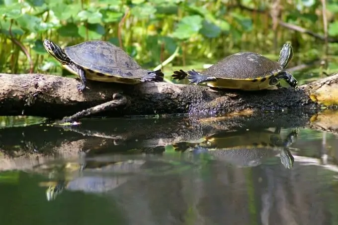Two Peninsula Cooters facing opposite ways on a log