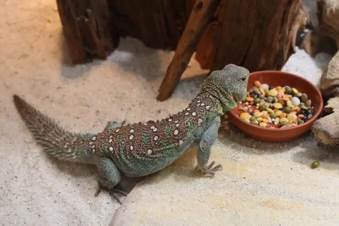 A Uromastyx eating a well-balanced diet