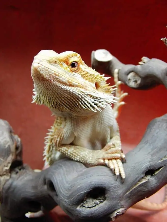 One bearded dragon resting on top of branches in its habitat
