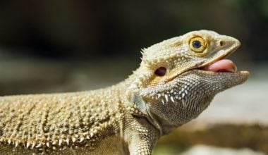 Bearded dragon after eating a cricket