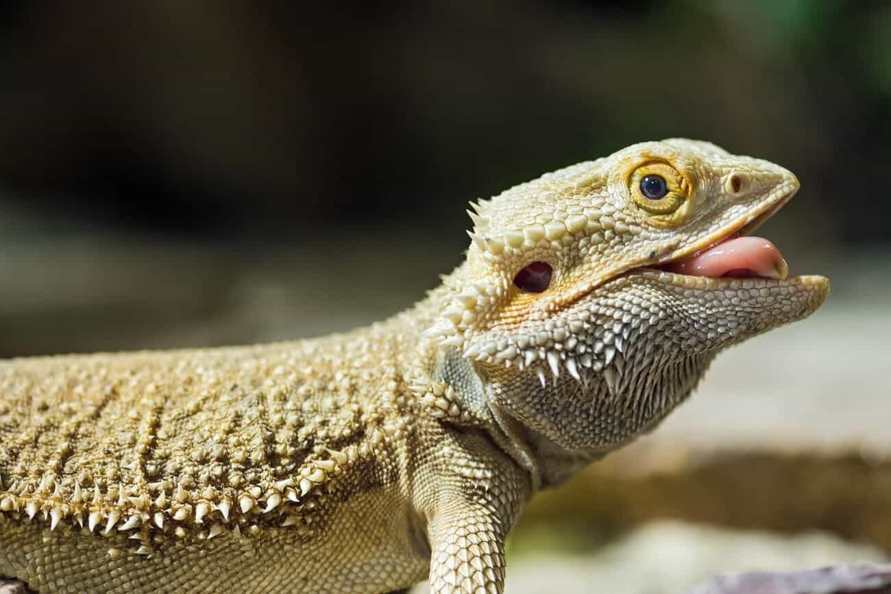 Bearded dragon after eating a cricket