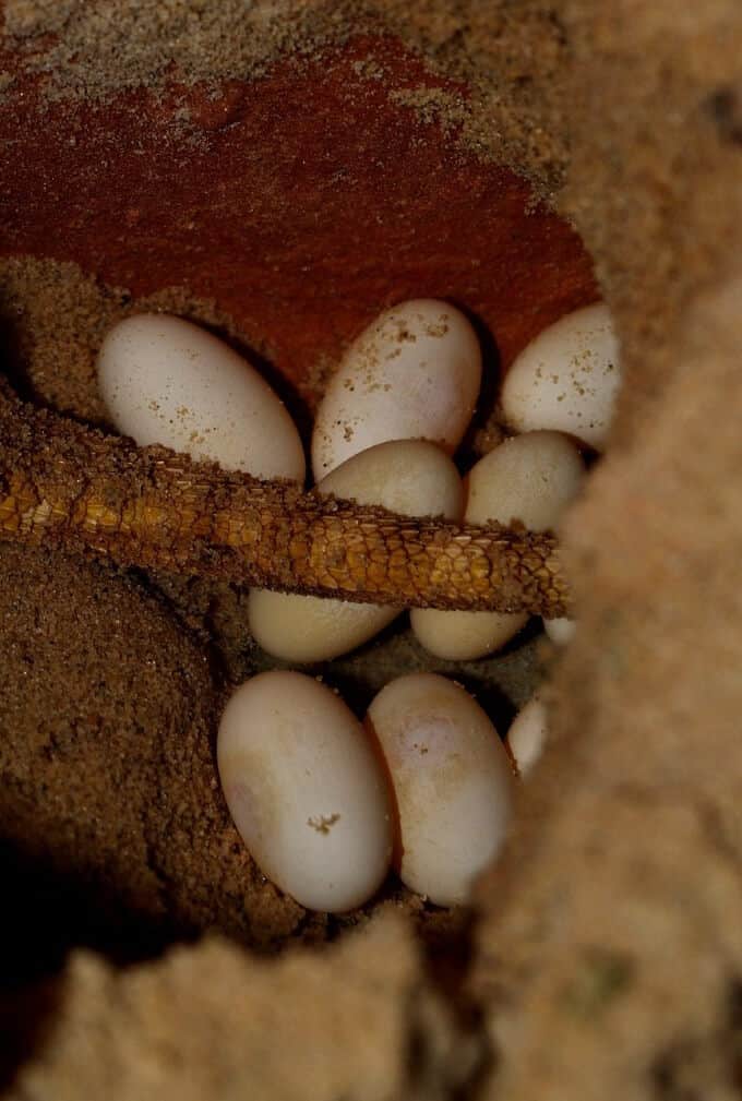Bearded dragon eggs before incubation