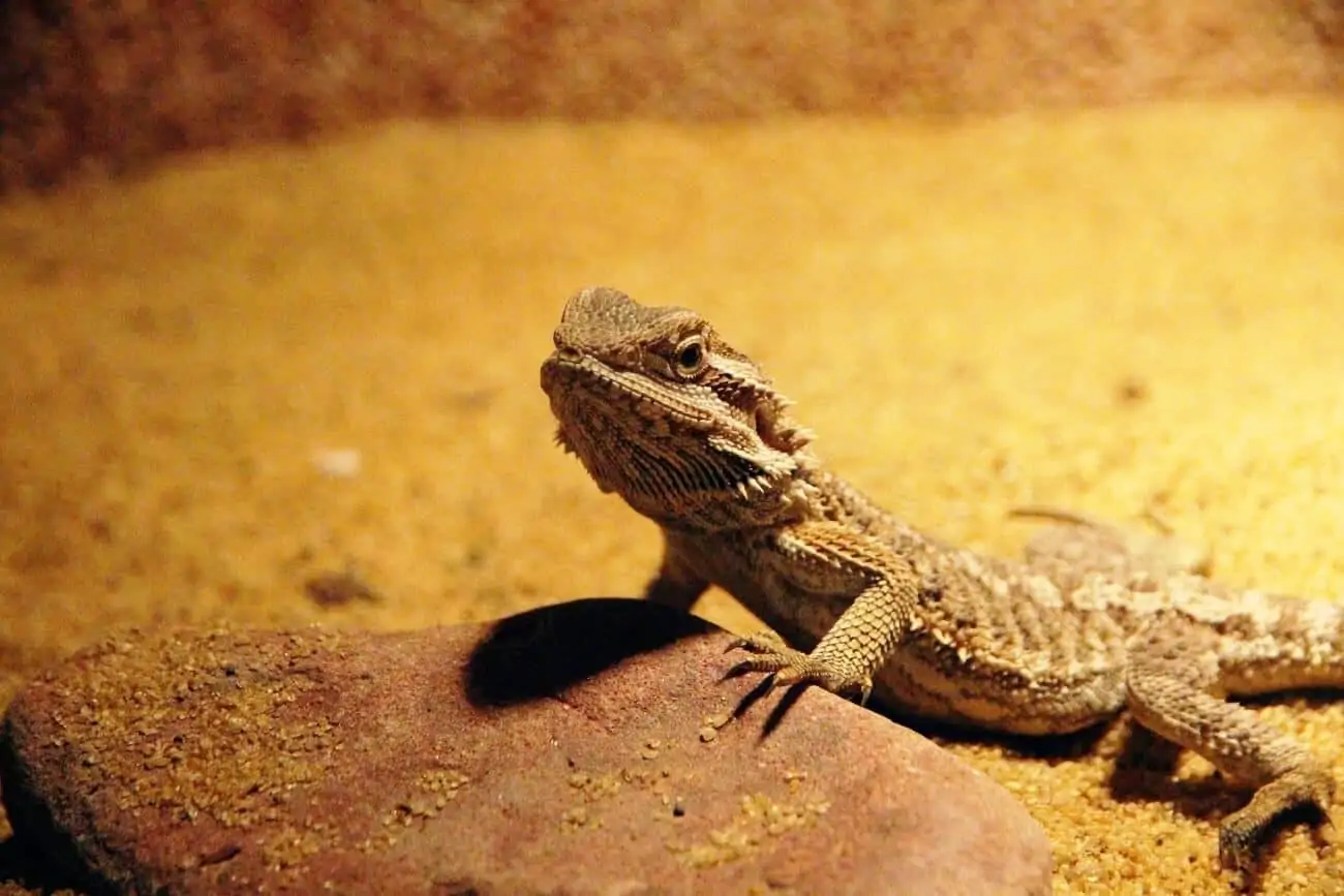 Bearded dragon after laying eggs