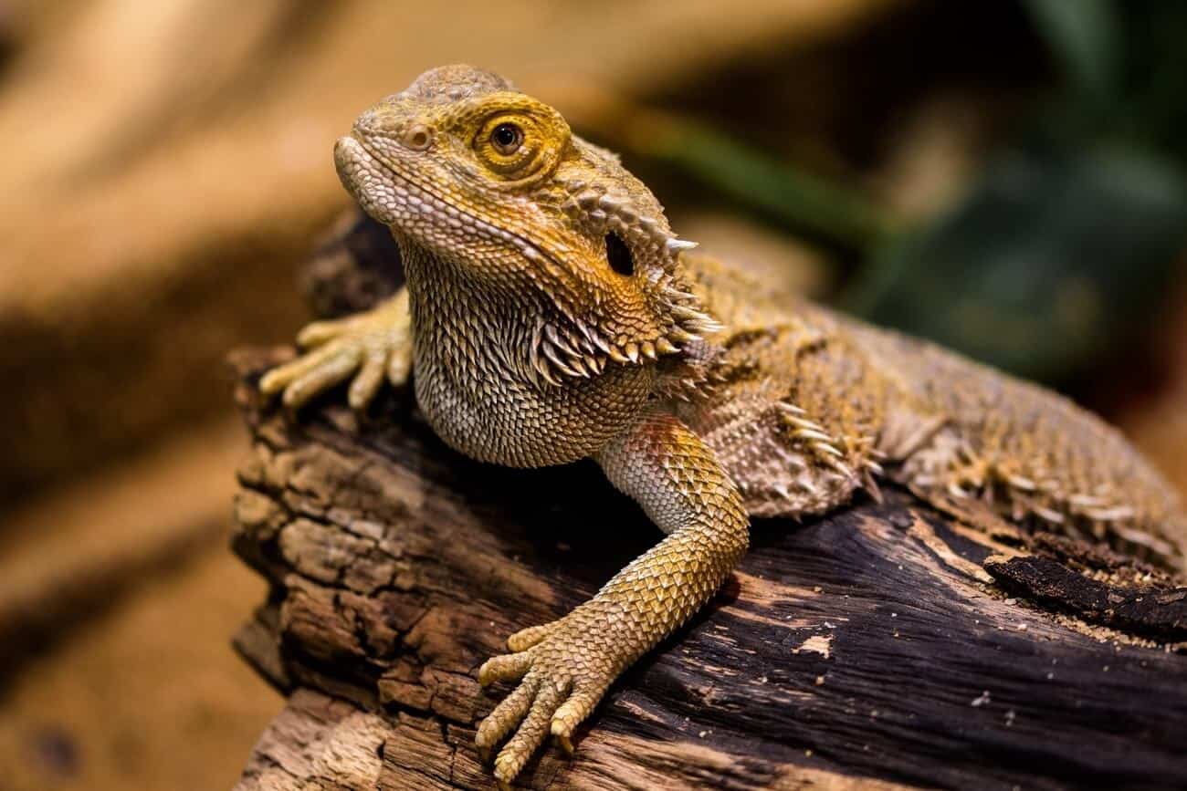 Bearded Dragon Humidity How To Lower Or Increase It