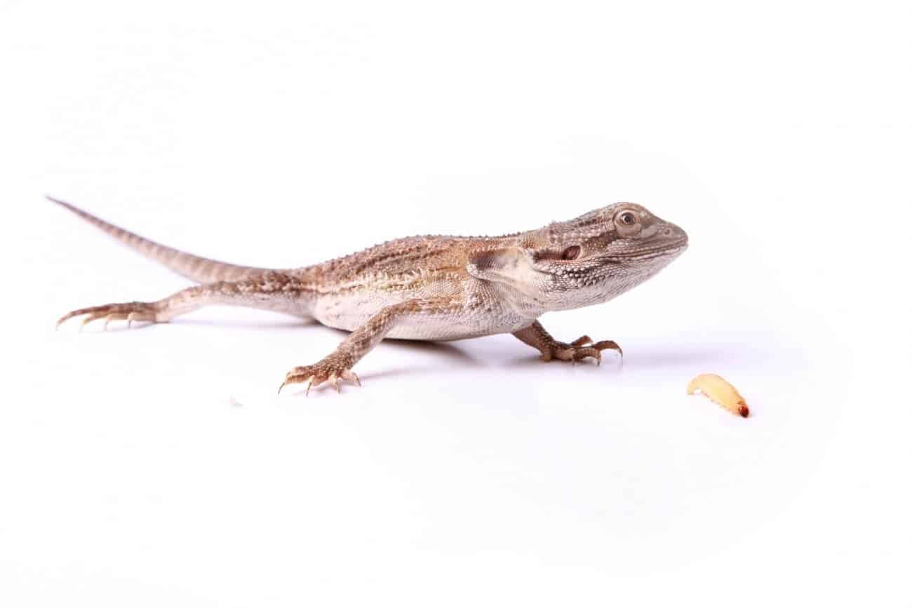 How Many Crickets To Feed A Bearded Dragon (BabyAdult)