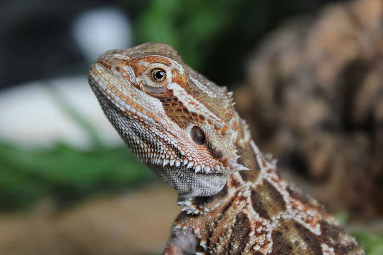 Bearded Dragon Impaction All Signs & Treatment