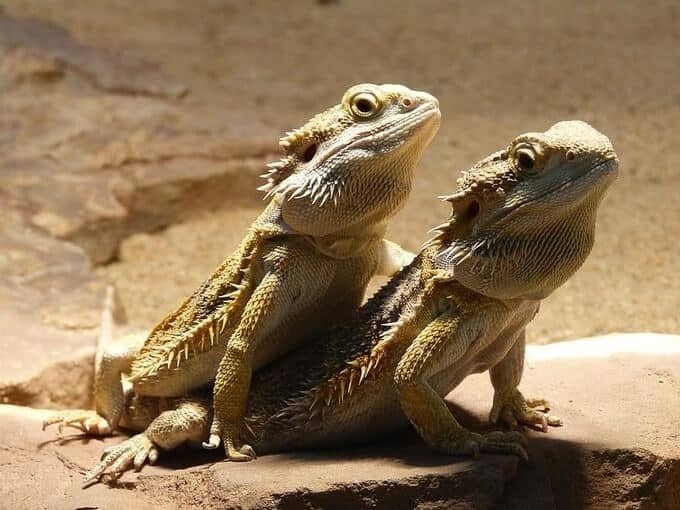 Male or female bearded dragons