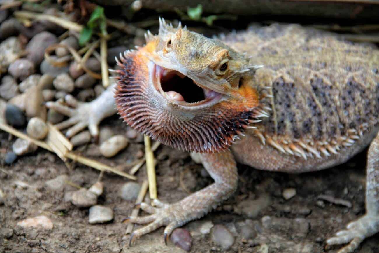 Why Do Bearded Dragons Puff Up Their Throats?