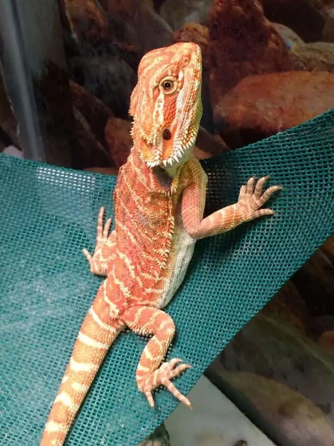 A bearded dragon scratching the glass