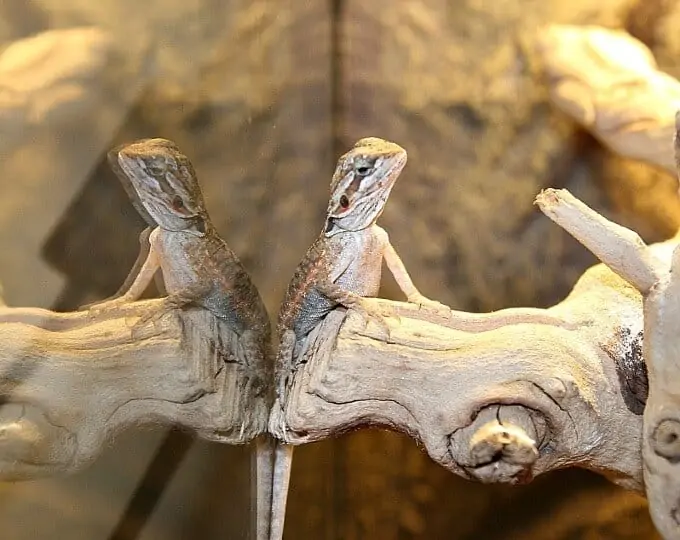 One bearded dragon with its reflection behind it