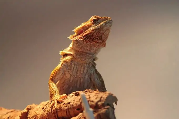 A bearded dragon basking after going through impaction