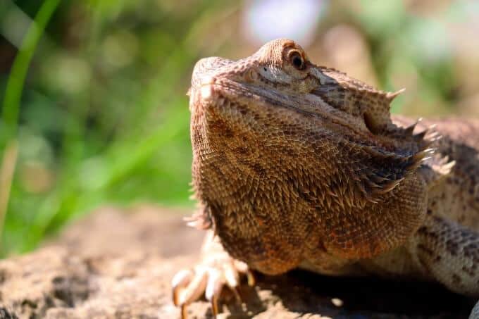 A beardie in an enclosure with a very large tank size