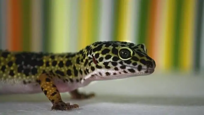 A Leopard Gecko with an uncommon color