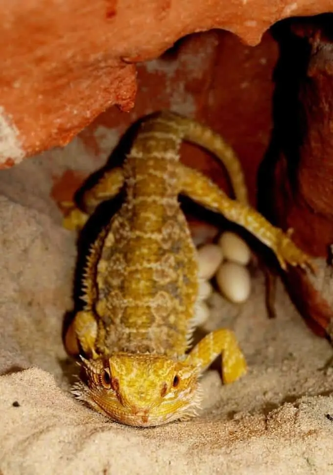 A female bearded dragon with her eggs