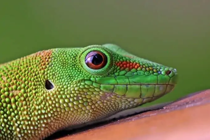 Close up of a Giant Day Gecko