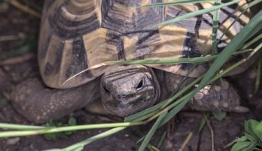 A Herman's Tortoise burrowing in an enclosure