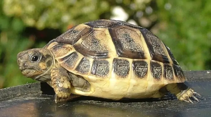 A Hermann's Tortoise basking outside