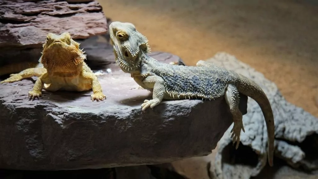Two bearded dragons that look difficult to accurately sex