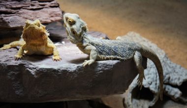 Two bearded dragons that look difficult to accurately sex