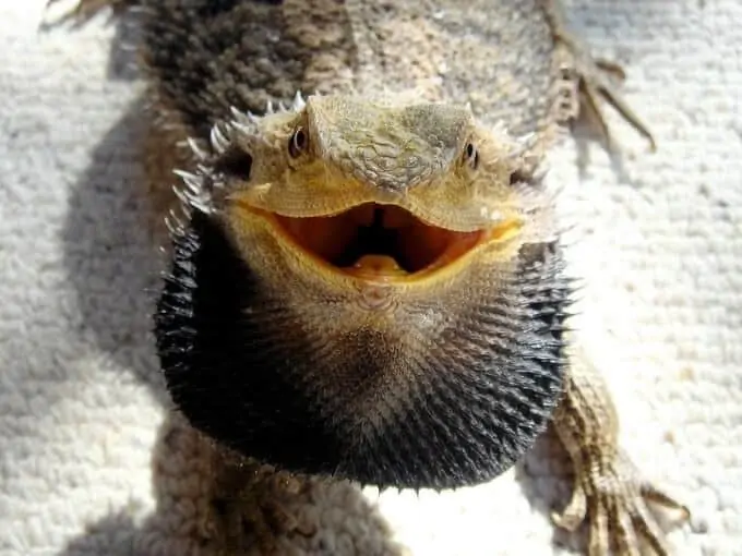 A scared and inflated bearded dragon