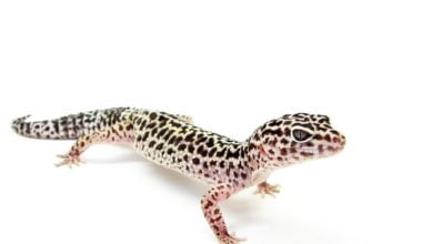 Leopard Gecko standing waiting for food