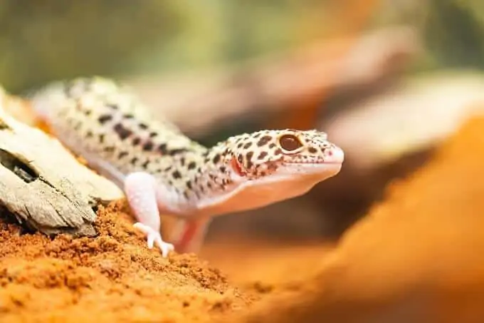 A Leopard Gecko basking inside the perfect tank setup