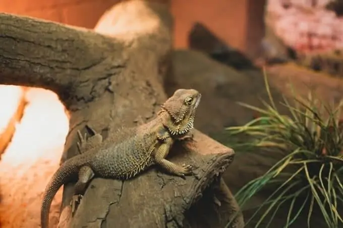 One bearded dragon in a tank with lower humidity levels