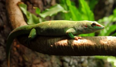 A Madagascar Giant Day Gecko climbing on a branch