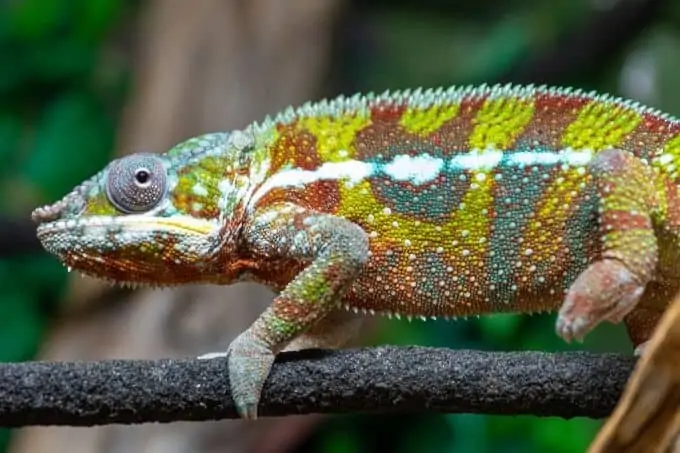 A male Panther Chameleon walking on a branch