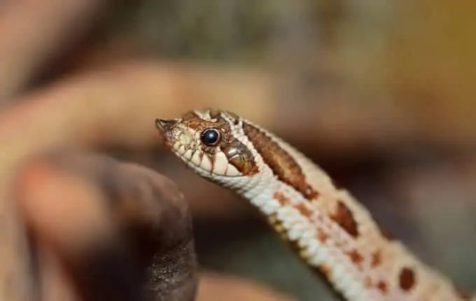 A pet Western Hognose snake in an enclosure