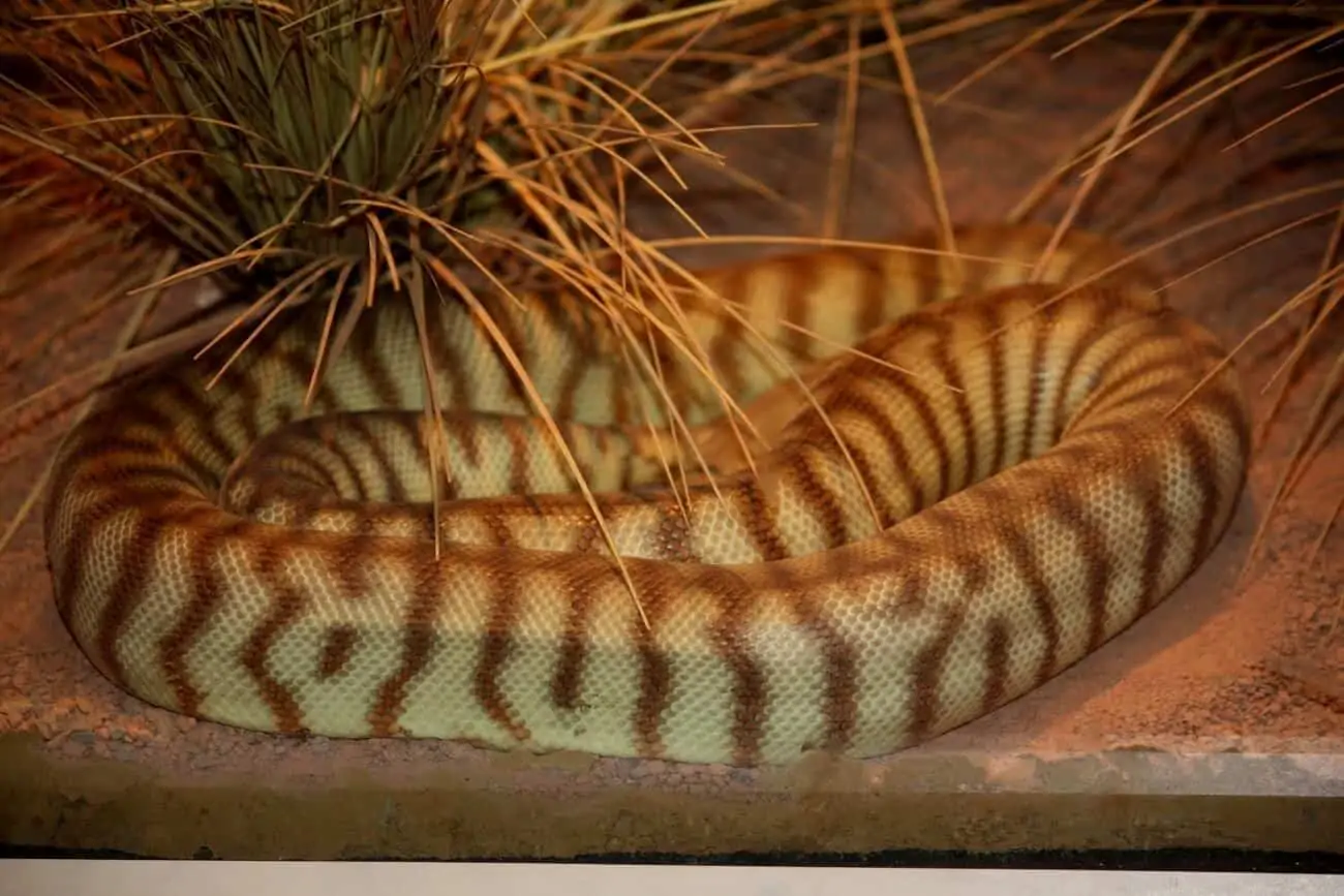 Woma Python resting inside an enclosure