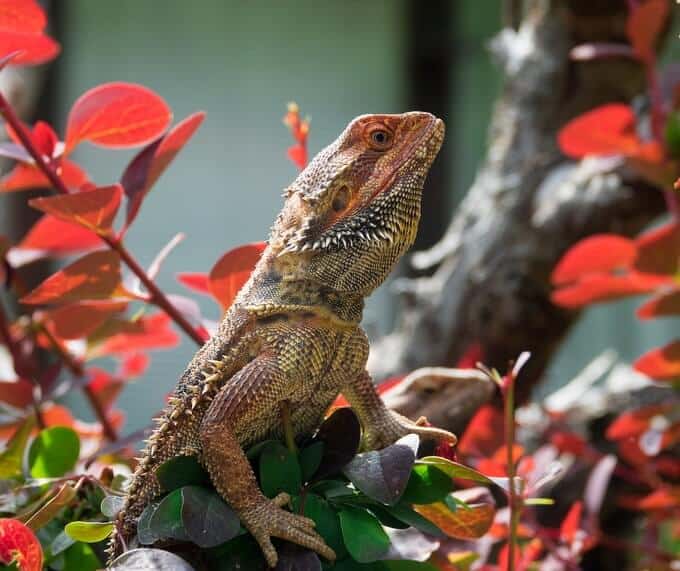 Bearded dragon bobbing its head up and down