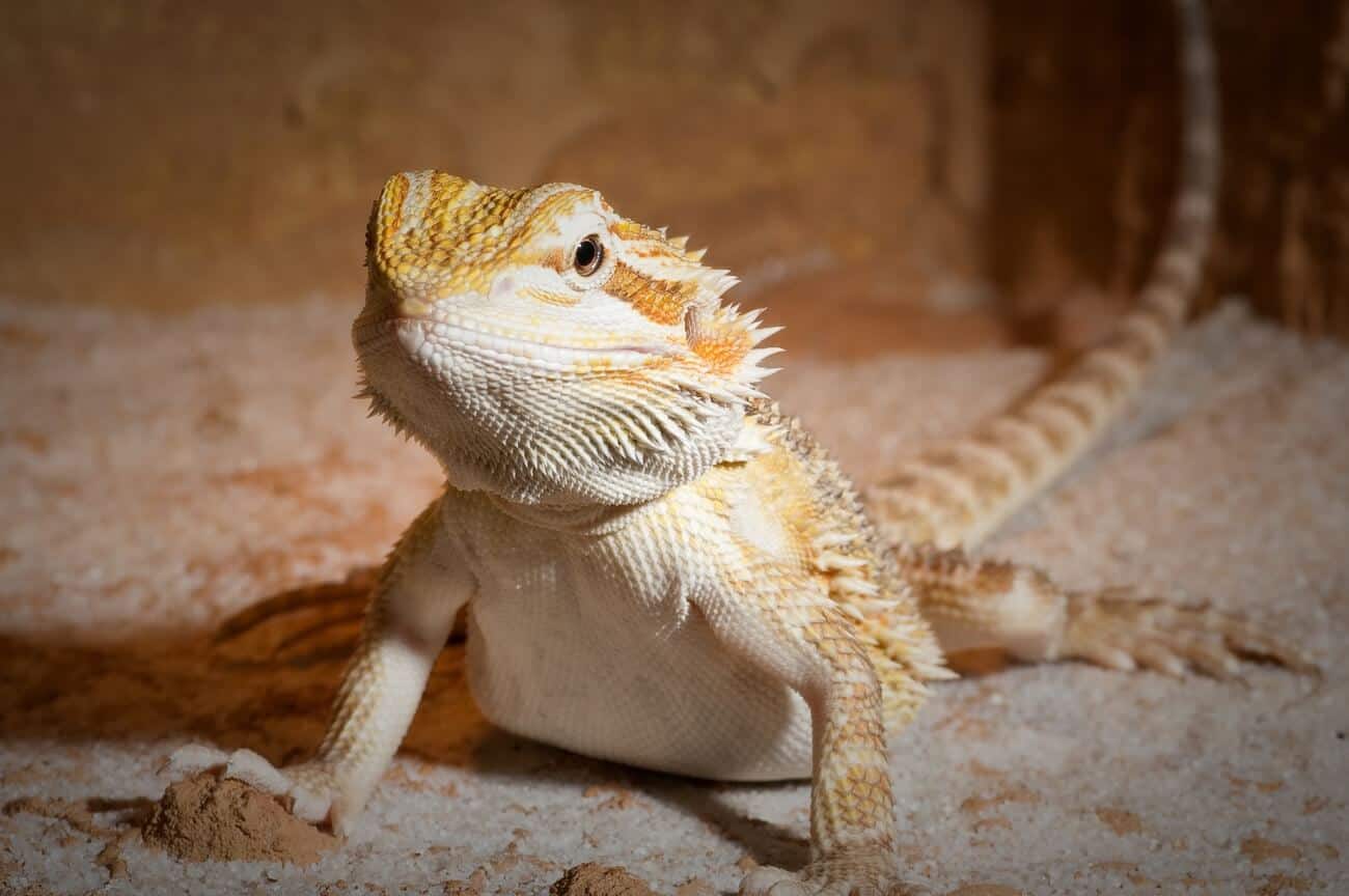 A bearded dragon being fed a healthy diet