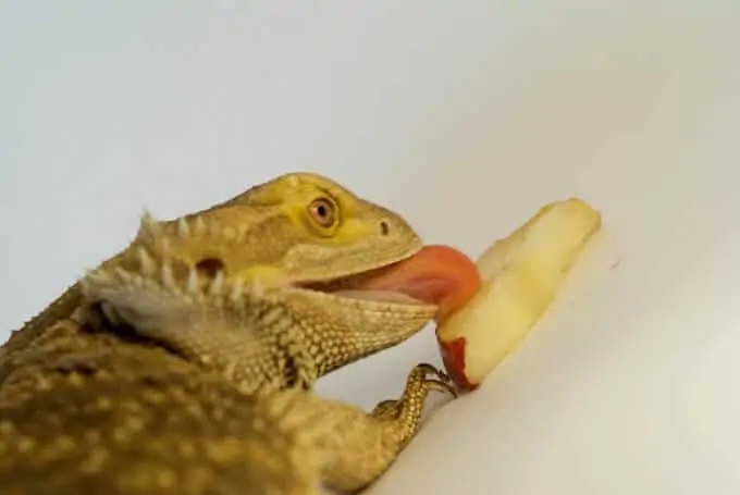 Bearded dragon eating a piece of fruit