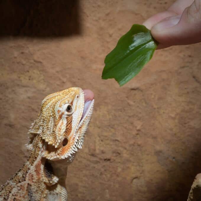 A pet bearded dragon eating a vegetable