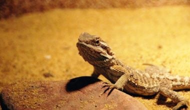 A bearded dragon being a very good pet