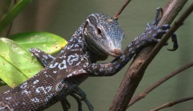 A blue tree monitor resting on a branch