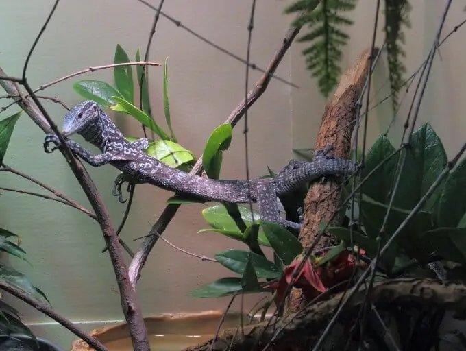 An adult blue tree monitor climbing inside an enclosure