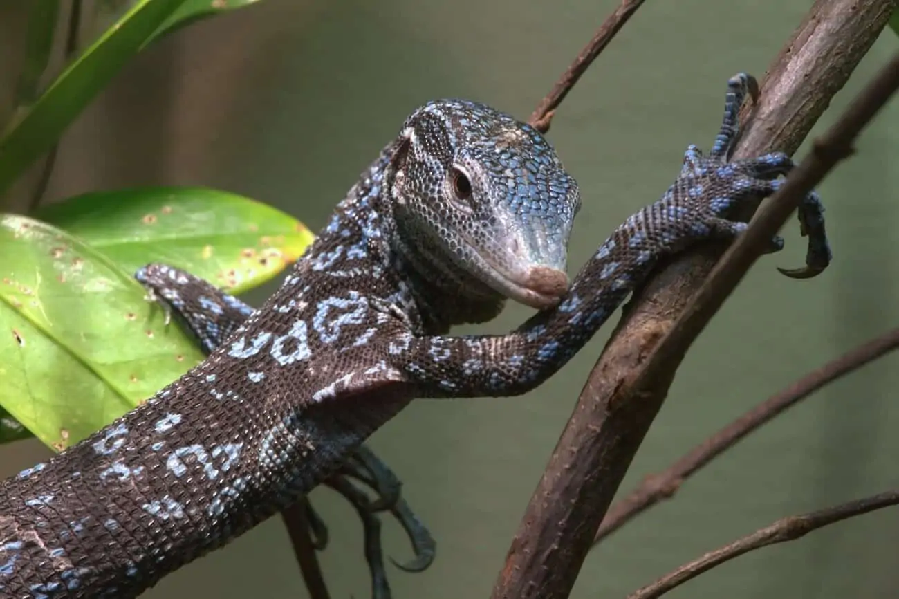 A blue tree monitor resting on a branch
